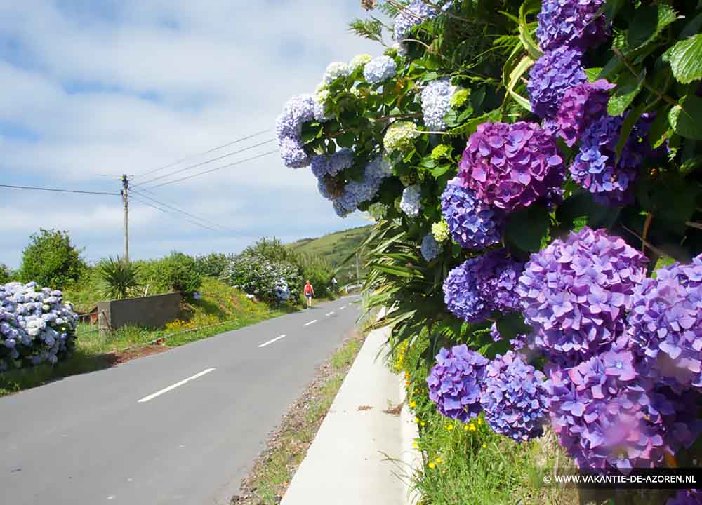Bloemen op de Azoren