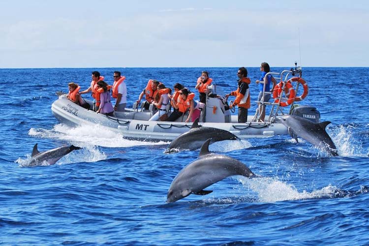 Zwemmen met dolfijnen op de Azoren