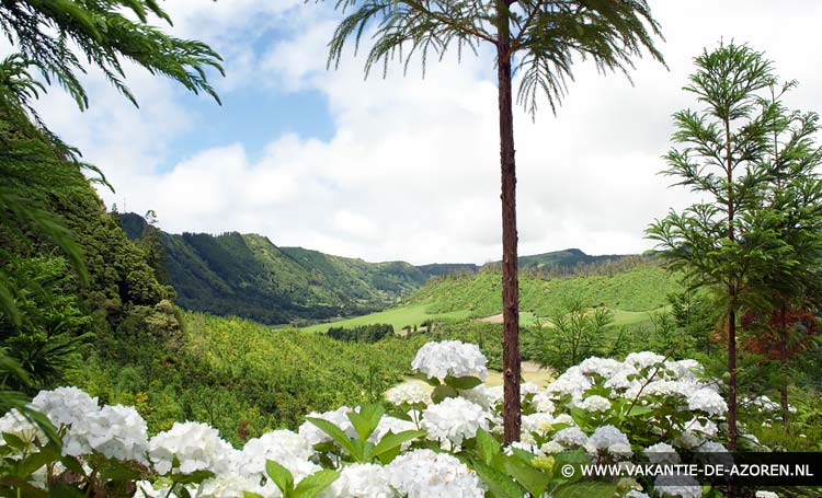 Bloemen op de Azoren Excursies op de Azoren